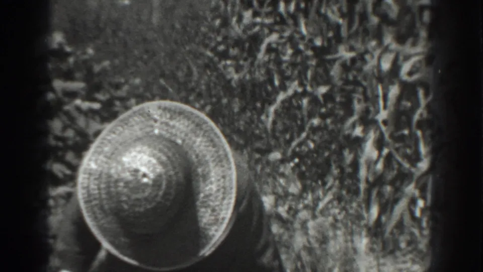 The camera looks down toward the woman's broad hat as she moves beside dense crop growth in the Vacaville field.