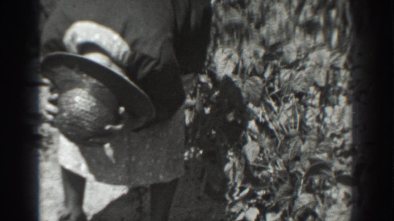 Farm worker in a wide-brimmed hat bends among tall crop plants.