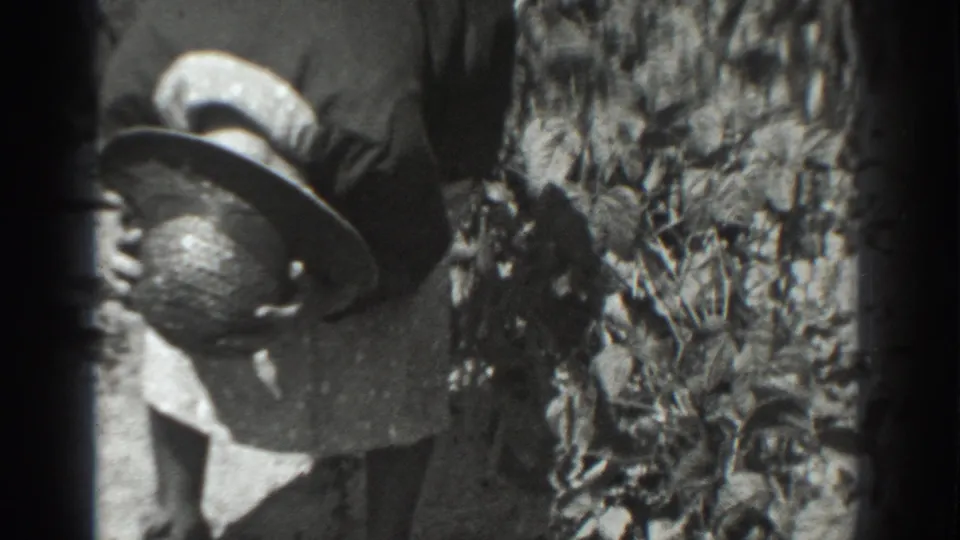In 1937 Vacaville home-movie footage, a farm worker in a wide-brimmed hat bends forward in a dense crop field.