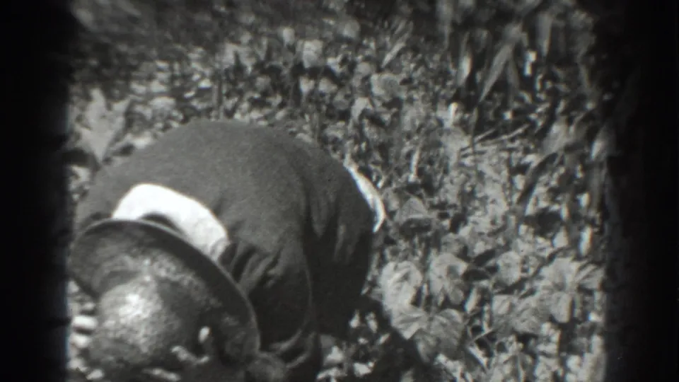 A farm worker in Vacaville, California, appears to raise their head while standing bent over in tall vegetation.