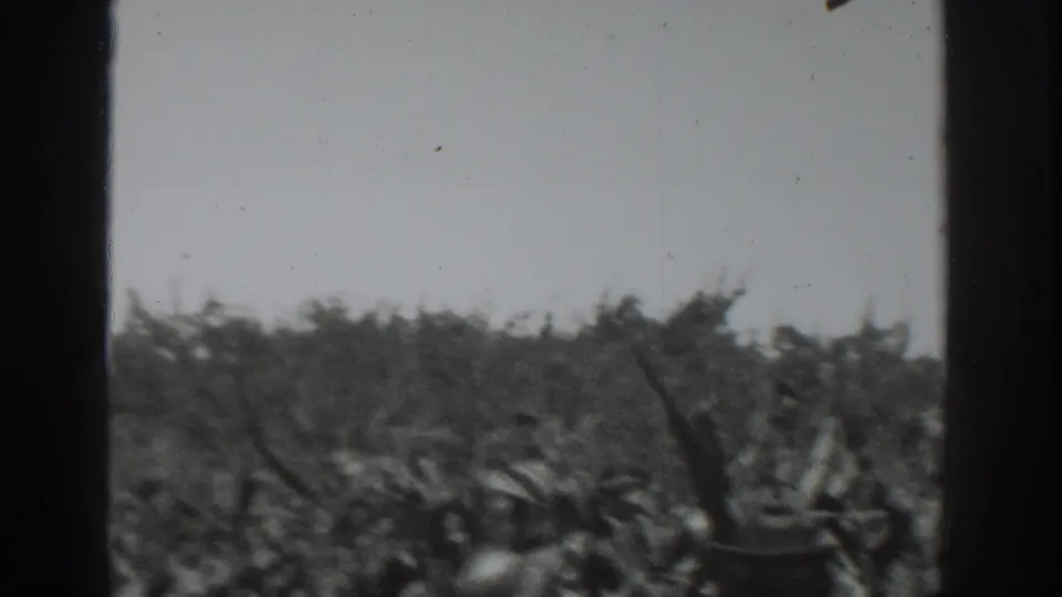 1937 Vacaville home-movie frame looking across a dense crop field beneath an open sky, with dark film borders and visible dust.