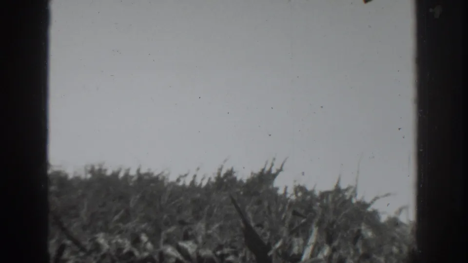 Black-and-white 8mm frame from the Vacaville field scene, showing dense stalks, pale sky, and strong vertical film borders.