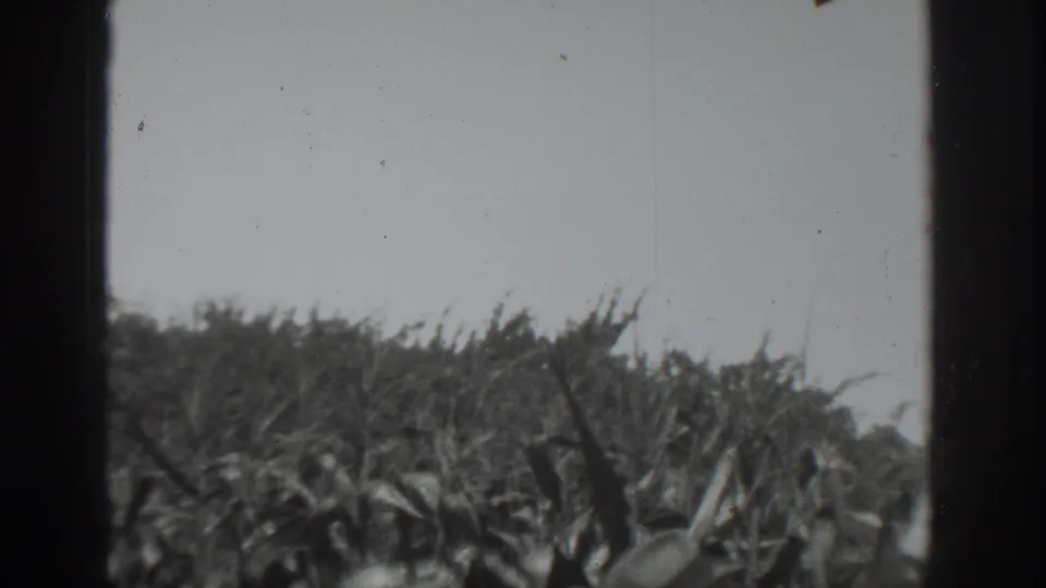 1937 home-movie still from Vacaville showing tall cultivated plants and sky, with soft focus and visible 8mm gate framing.