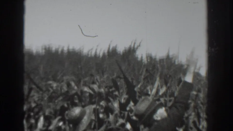 1937 Vacaville frame showing two men in hats partly hidden by tall crop rows, with pale sky and 8mm film wear visible.