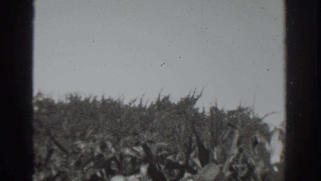 1937 Vacaville home-movie frame showing dense brush and grasses moving in wind below a pale sky, with dark 8mm frame edges visible.