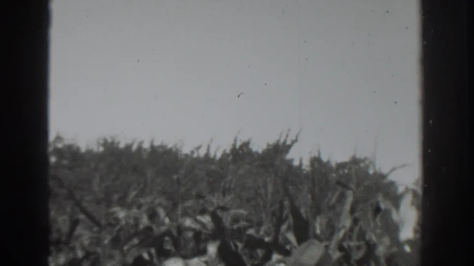 1937 Vacaville home-movie frame showing dense brush and grasses moving in wind below a pale sky, with dark 8mm frame edges visible.