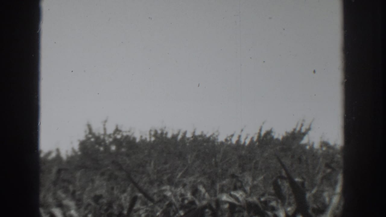 Dense foliage and grasses sway across the lower frame below open sky.