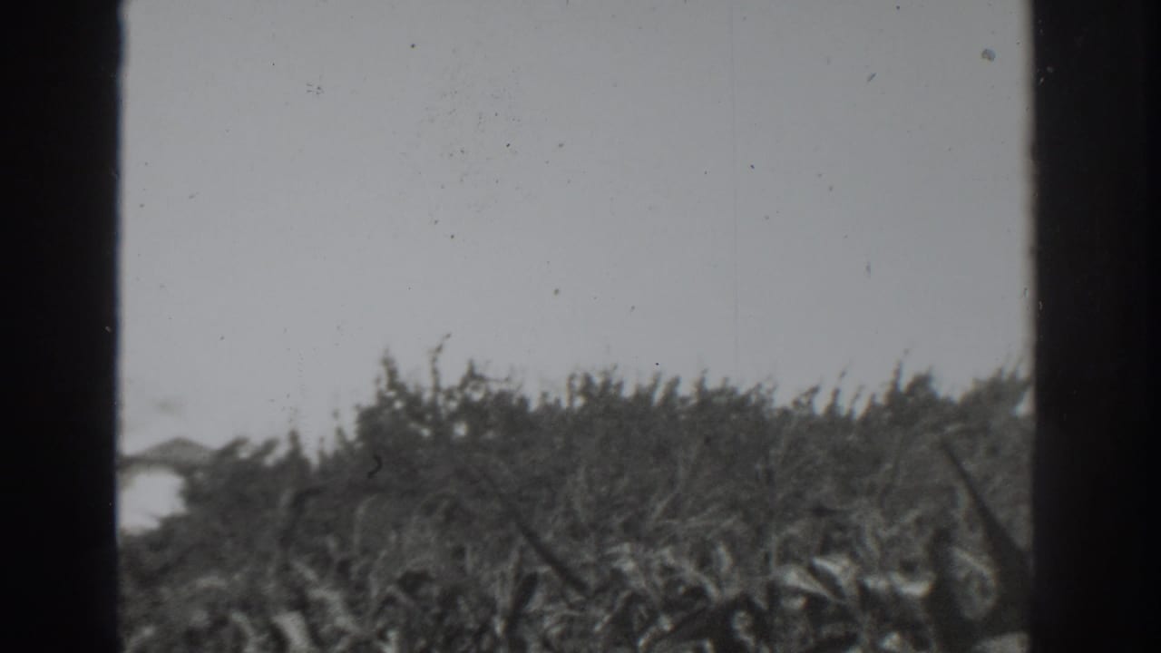 1937 Vacaville home-movie frame showing low natural brush and grasses shifting in wind, with visible grain and side frame intrusion.