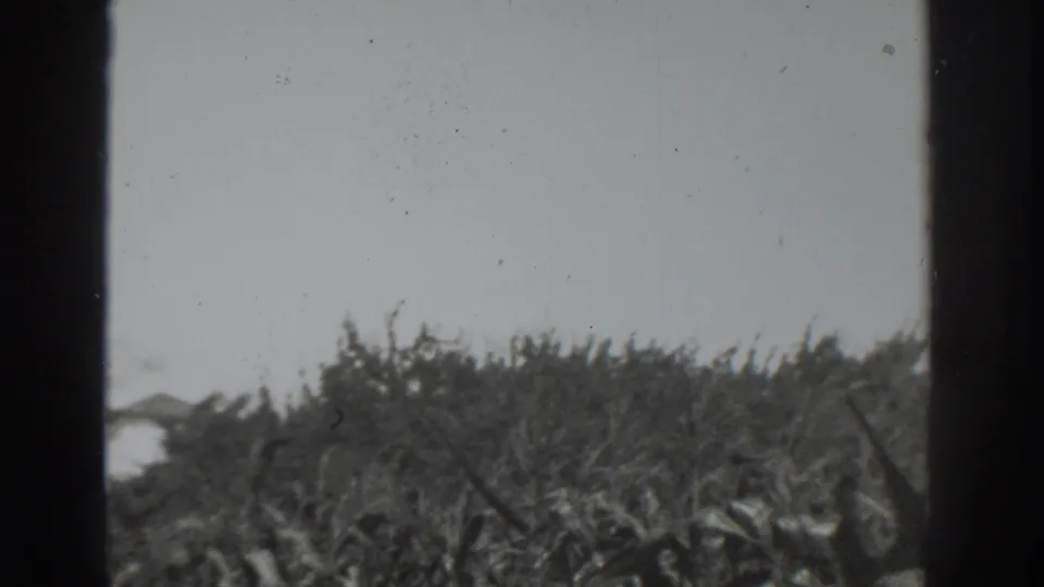 1937 Vacaville home-movie frame showing low natural brush and grasses shifting in wind, with visible grain and side frame intrusion.