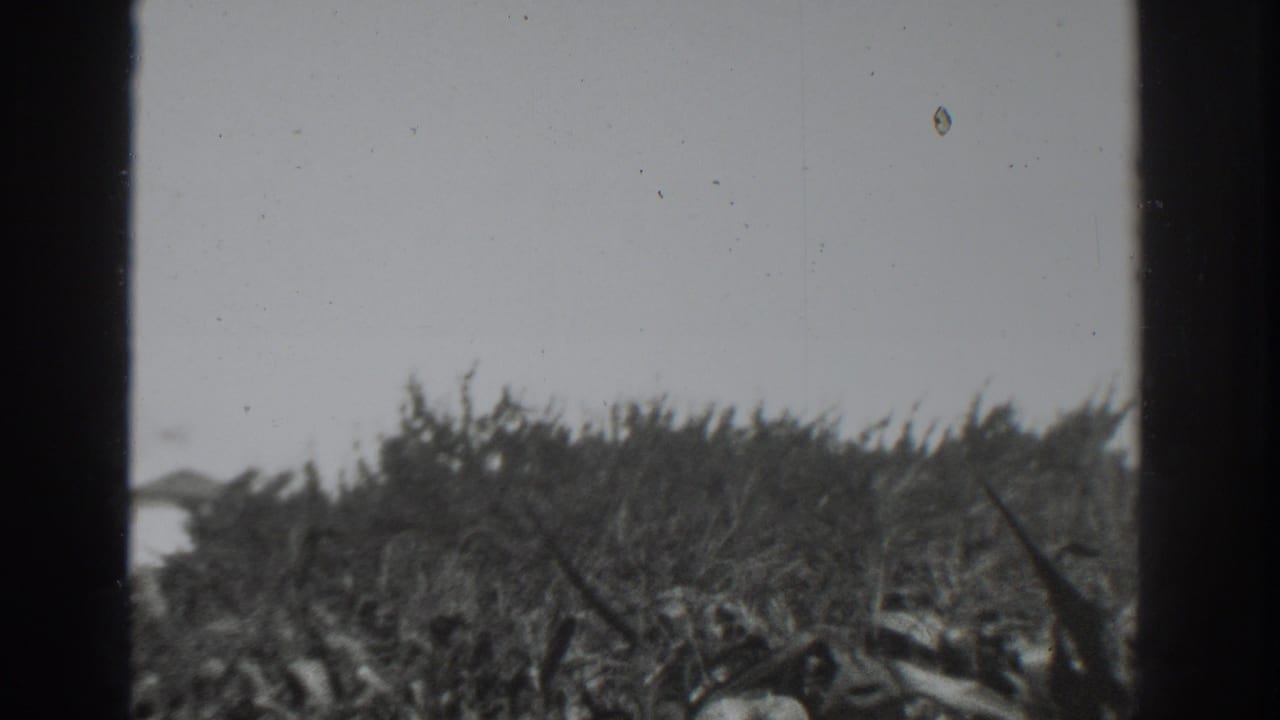 Final 1937 Vacaville frame showing dense brush and grasses in motion under a pale sky, with black-and-white 8mm grain and dust visible.