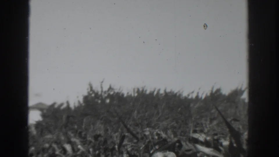 Final 1937 Vacaville frame showing dense brush and grasses in motion under a pale sky, with black-and-white 8mm grain and dust visible.
