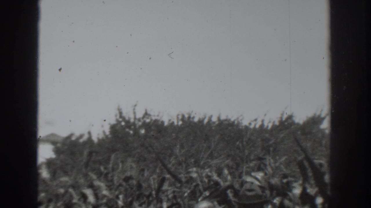 1937 Vacaville home-movie frame showing corn stalks beneath a bright sky, with dark vertical edges partly framing the view.