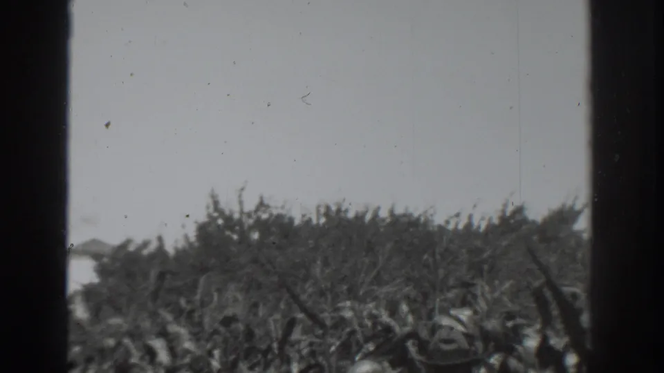 1937 Vacaville home-movie frame showing corn stalks beneath a bright sky, with dark vertical edges partly framing the view.