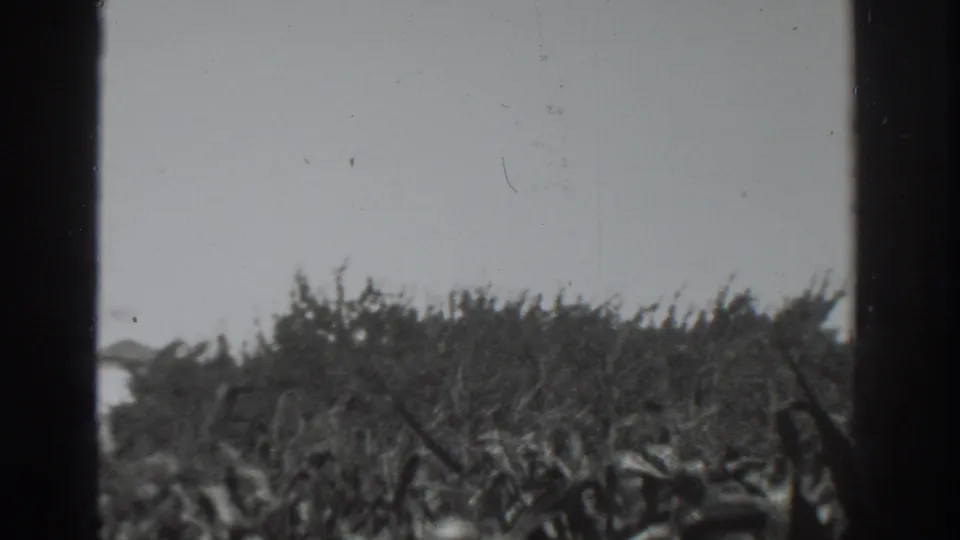 A rural cornfield in the supplied Vacaville 1937 footage, seen through dark vertical edges with soft focus and visible film wear.