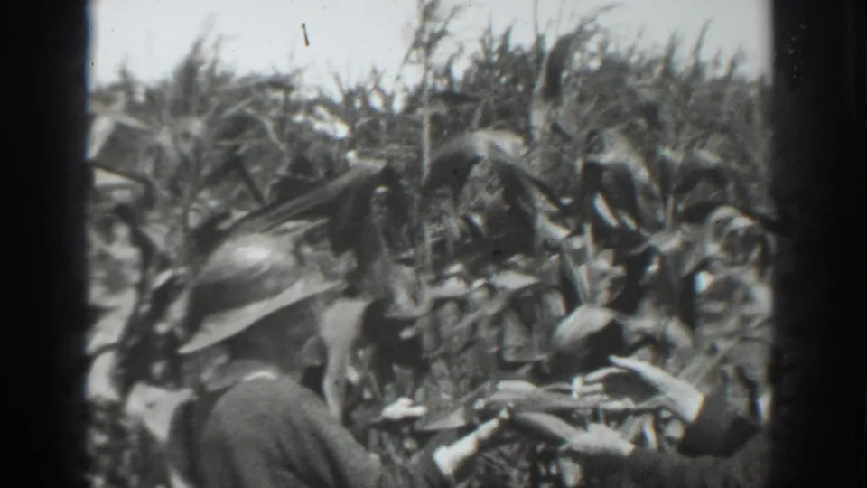 In supplied 1937 Vacaville footage, two women in wide-brimmed hats move through a dense cornfield.