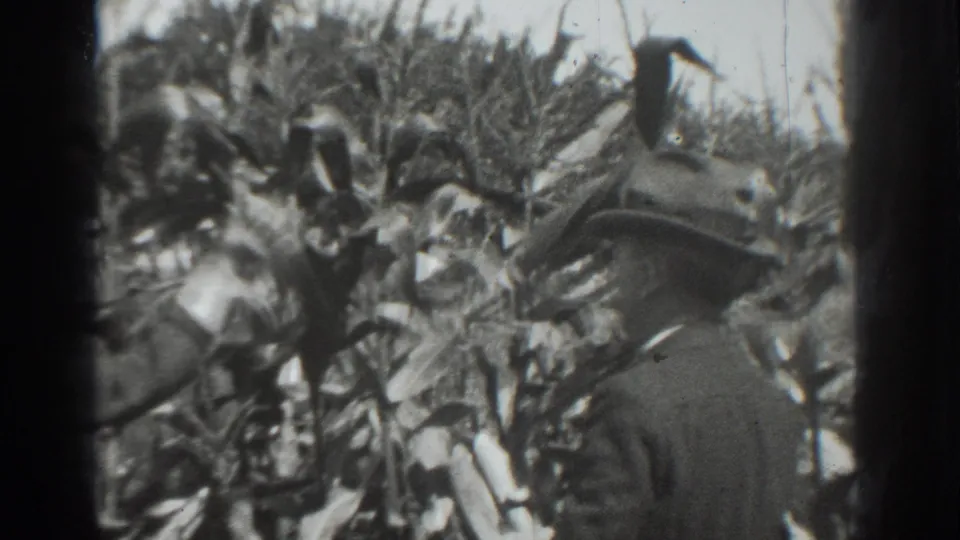 A hat-wearing woman is seen from behind among tall corn plants in the 1937 Vacaville home-movie footage.