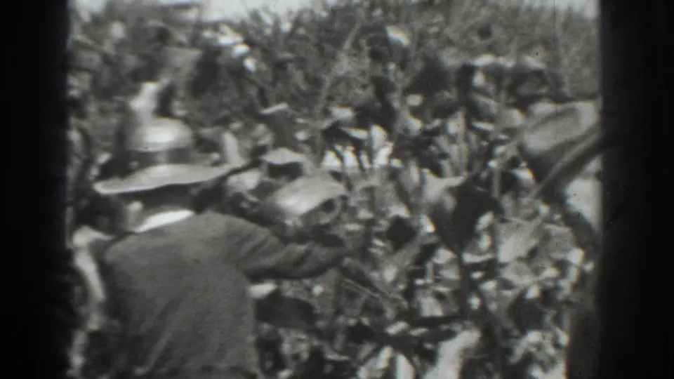 Two women continue through the Vacaville cornfield, with hats and hands partly hidden by dense foliage.