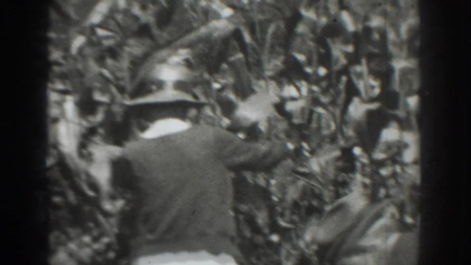 In 1937 Vacaville footage, a man in a hat and jacket is seen from behind while moving through a dense cornfield.