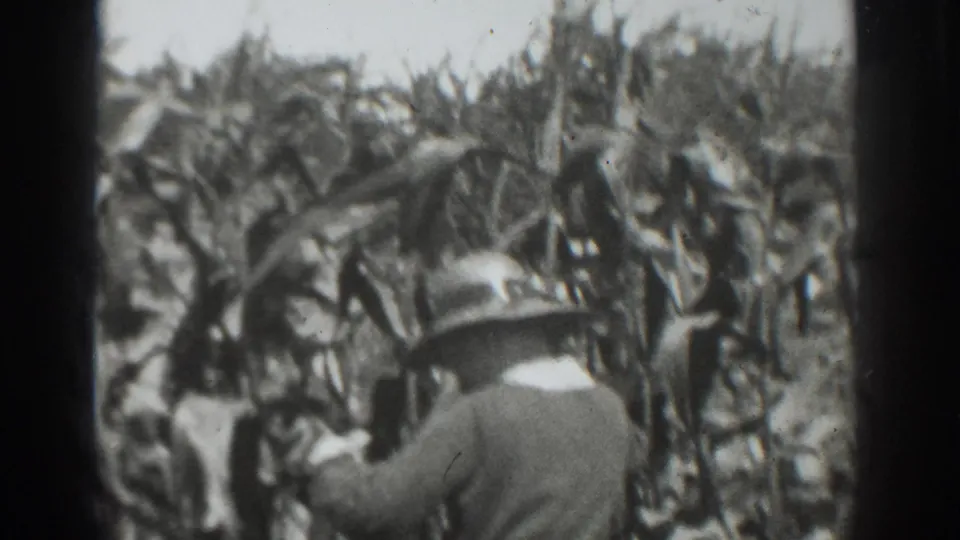A man in a brimmed hat appears to handle or inspect corn leaves in the Vacaville field, filmed in soft monochrome 8mm.