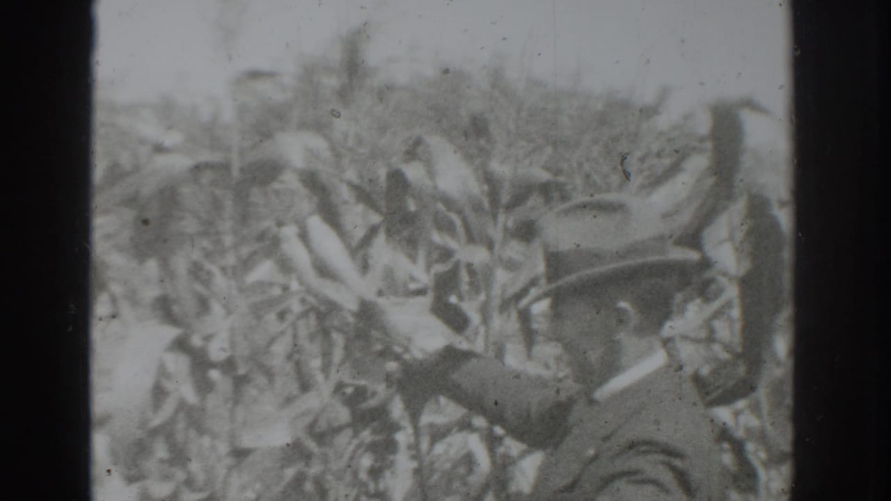 Blurred black-and-white crop leaves with an indistinct dark shape near the center.