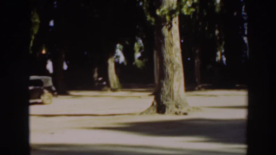 A dark vintage car appears near the left side of the frame among tall trees, with sunlit ground in front.