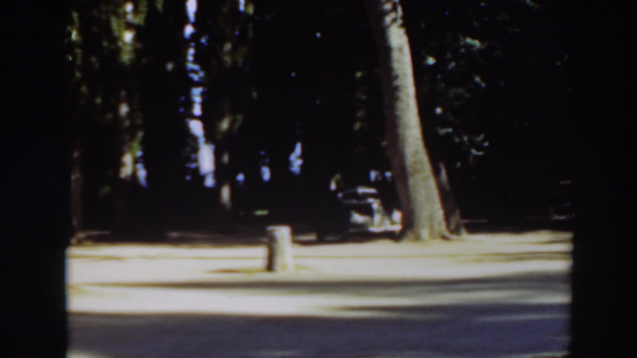 Sunlit road beside tall trees with a dark parked car in shade.
