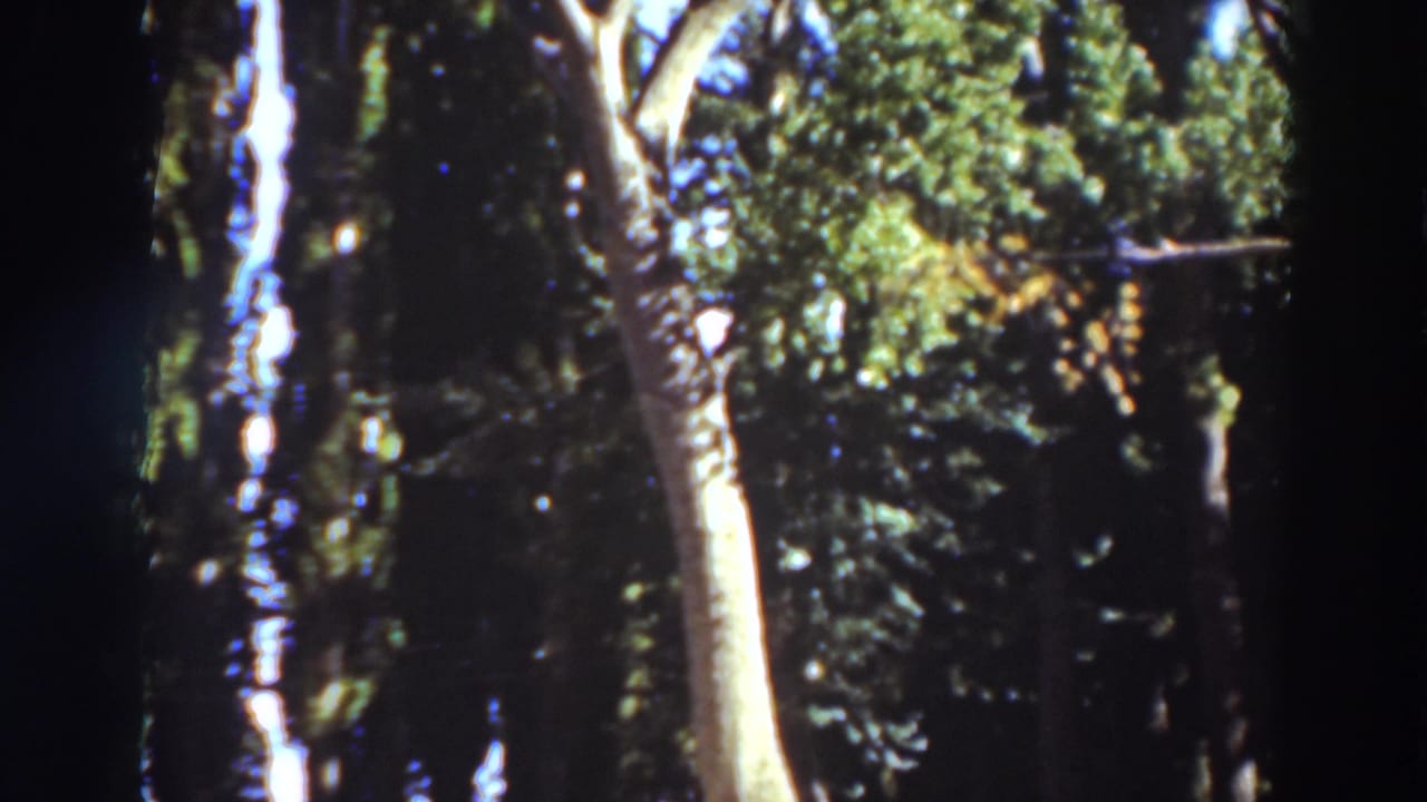 Tall trees and dense green canopy with blue sky visible between branches.