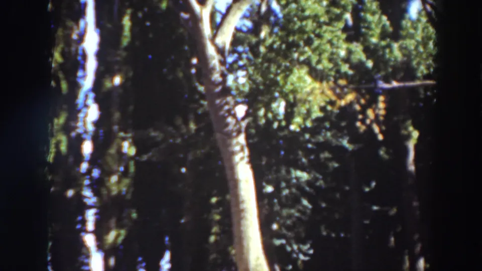 1937 8mm home-movie frame of tall trees and leafy canopy in the stated Virginia City, California setting.