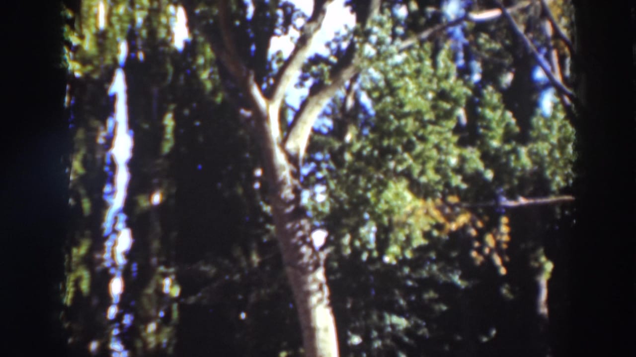Leafy tree canopy with pale trunks, dark branches, and sky showing through.