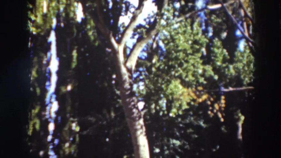A soft 8mm frame shows dense treetops, pale trunks, and blue sky in the reported 1937 California forest scene.