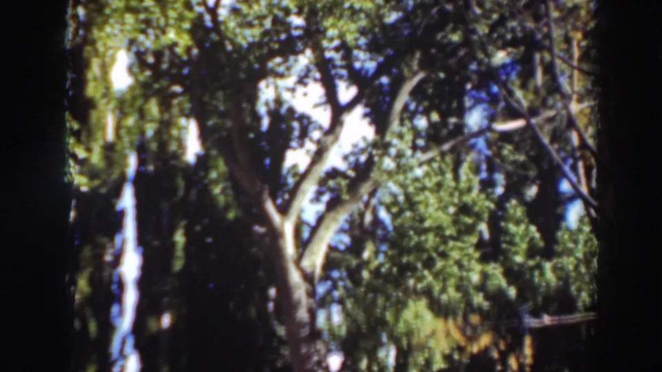 Upward-looking 8mm frame of trees and canopy, consistent with the stated 1937 Virginia City, California home-movie clip.
