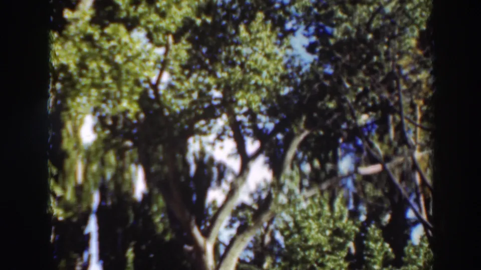 Final 8mm frame of the clip shows sunlit leaves, tree trunks, and branch silhouettes in the California woodland setting noted in metadata.