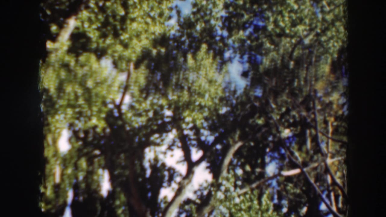 1937 8mm home-movie frame looking upward through tall green trees in Virginia City, California, with blue sky between branches.