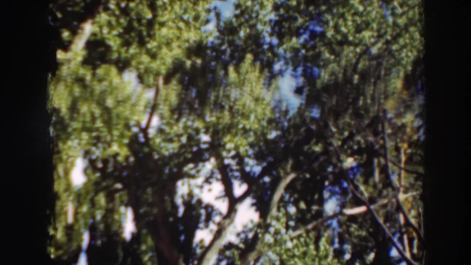 1937 8mm home-movie frame looking upward through tall green trees in Virginia City, California, with blue sky between branches.