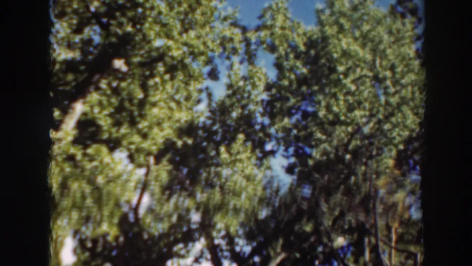 Tree canopy fills the frame in this 1937 Virginia City home-movie view, with soft 8mm color and sky showing through the leaves.