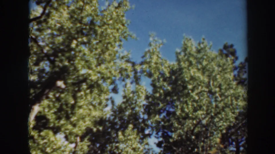 Tall trees rise into blue sky in a 1937 Virginia City exterior view, with the handheld frame emphasizing height and foliage.