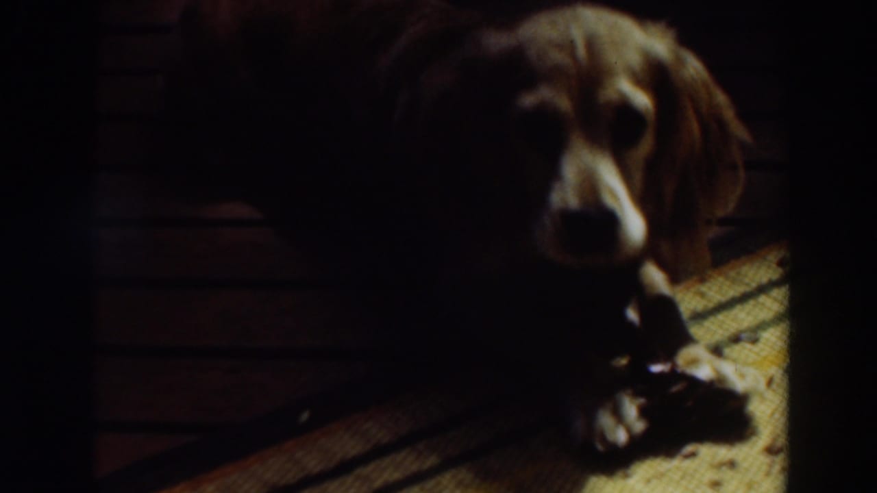 Small brown dog in 1937 Virginia City, California home-movie footage lying indoors on a rug beside wooden floorboards with a chew toy.