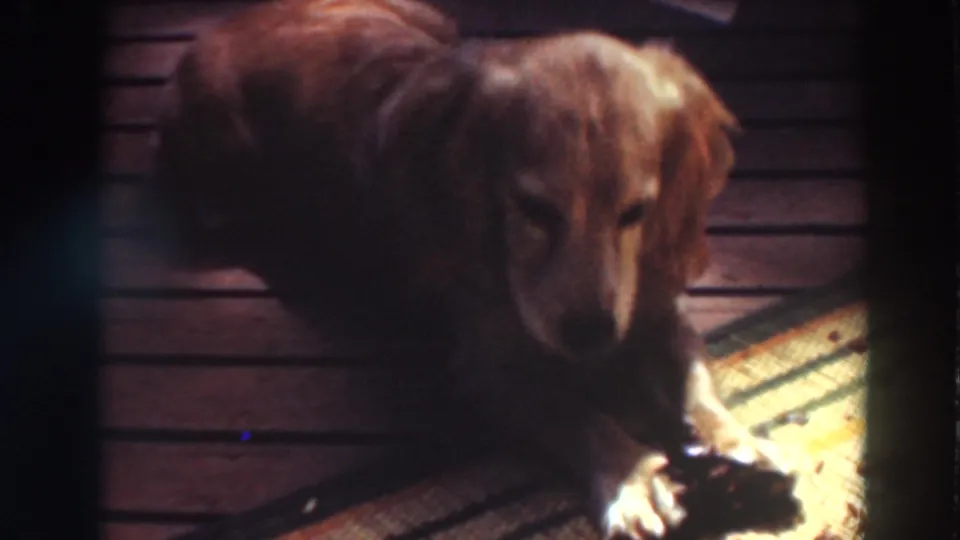 Brown dog in 1937 Virginia City, California footage lies in a dim room with a chew toy against wood flooring and a rug edge.