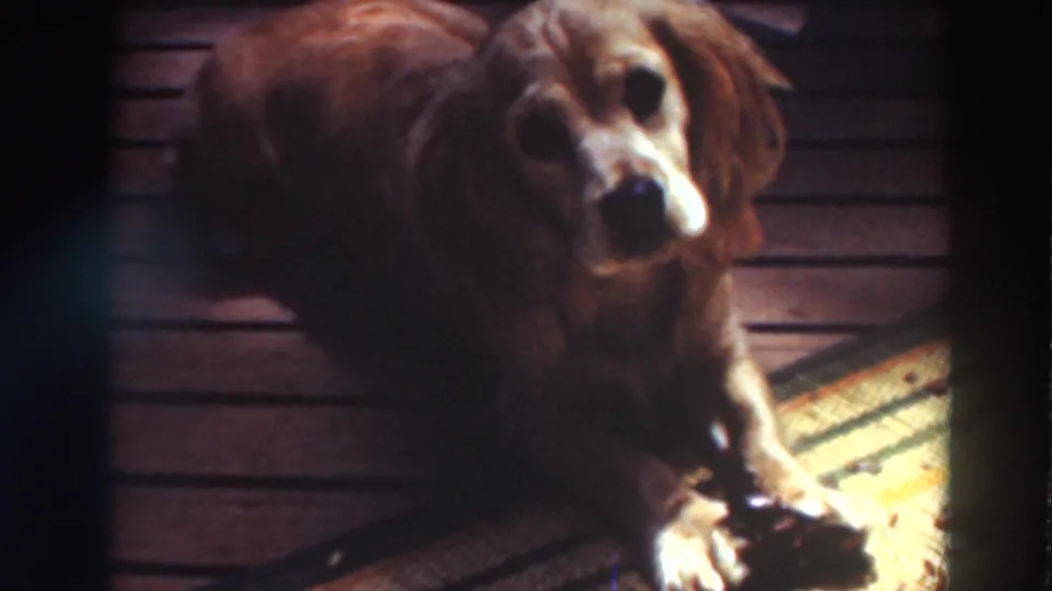 Small brown dog faces the camera in 1937 Virginia City, California 8mm footage, resting indoors with a toy near its paws.