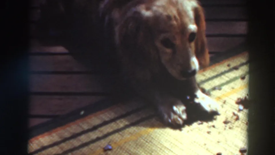 Brown dog lies on a rug in supported 1937 Virginia City, California home-movie footage, with paws forward in low interior light.