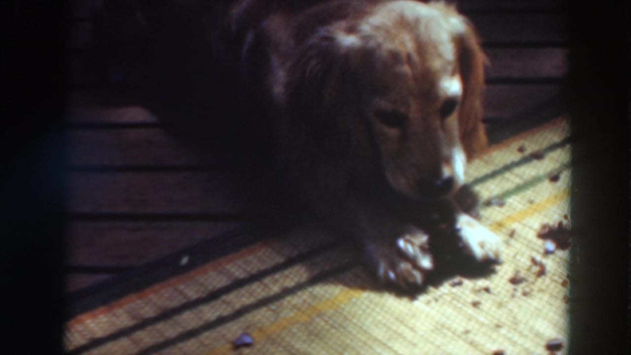 Light brown dachshund on a woven mat with small scattered bits nearby.