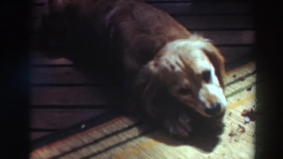 Dachshund lies on a woven mat with its head angled toward warm indoor light in the 1937 home-movie frame.