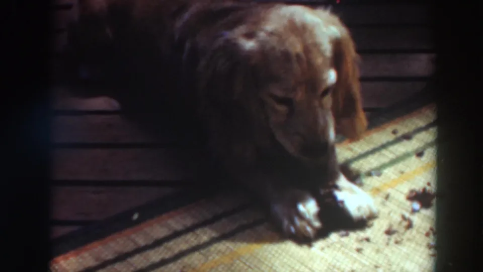 Close view of a light brown dachshund with front paws on a woven mat in supported 1937 Virginia City footage.