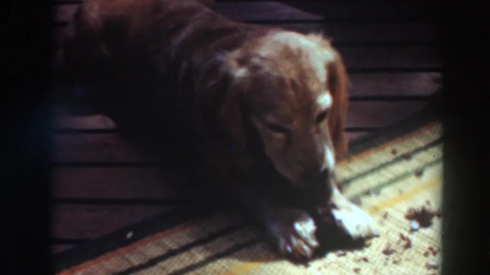 Light brown dachshund looks down while resting on a woven mat in warm, grainy 8mm home-movie footage.