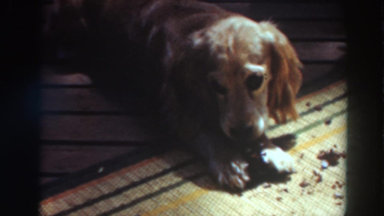 Light brown and white dog lying on a patterned carpet with food scattered nearby.