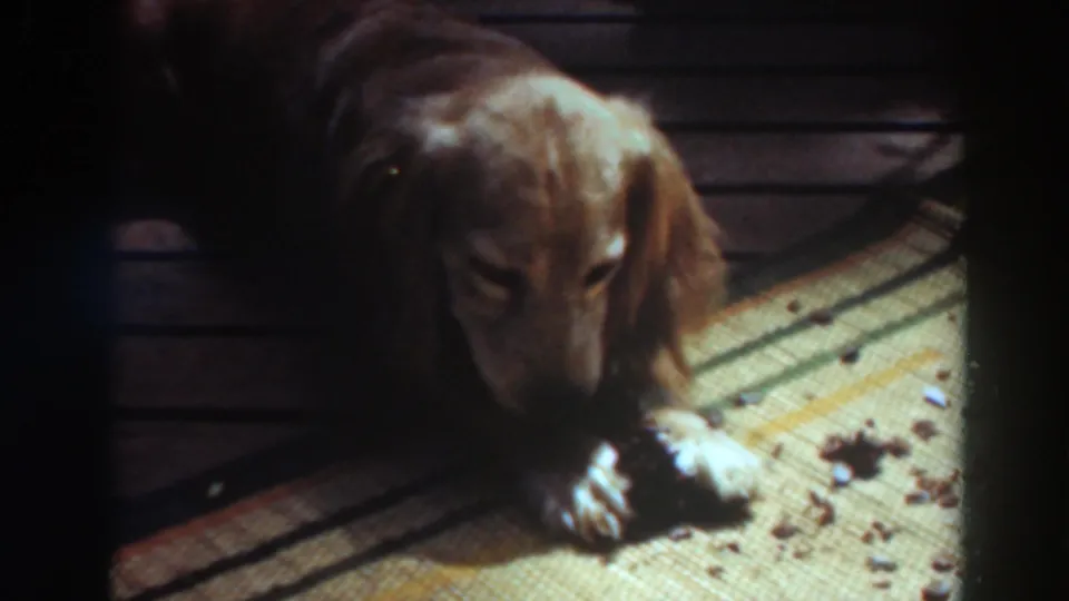 1937 Virginia City, California home-movie frame with a dog lowering its head toward scattered food on a patterned carpet or mat.