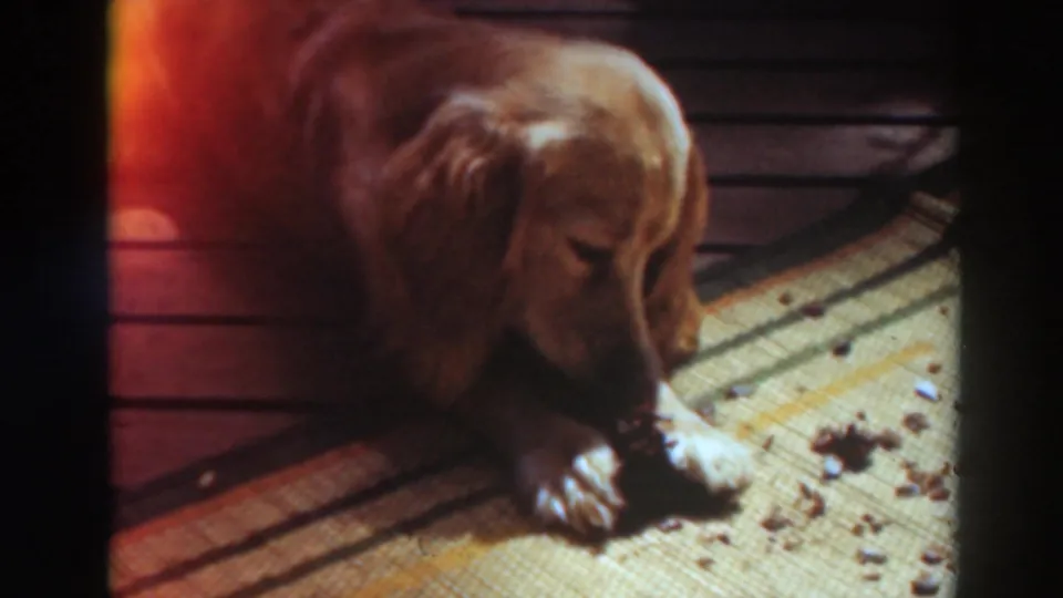 A 1937 8mm frame shows the dog chewing near its paws on patterned indoor flooring in Virginia City, California footage.