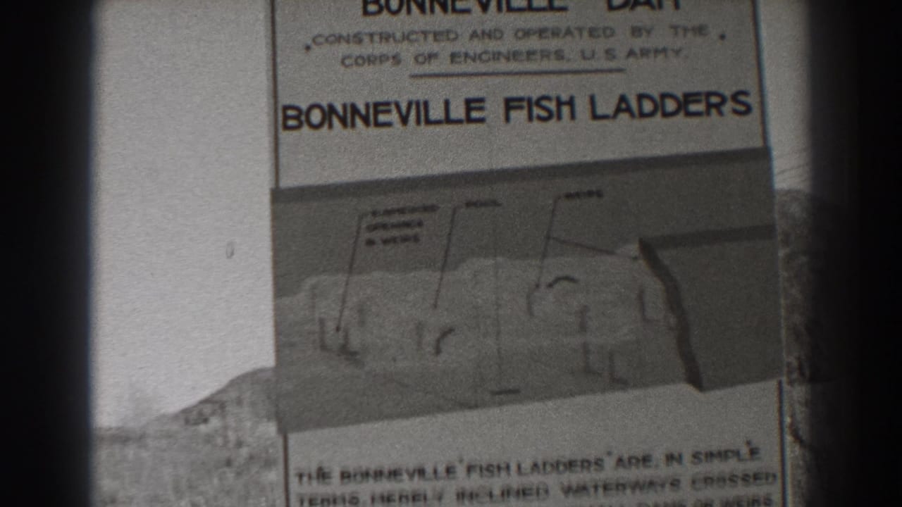 Bonneville Fish Ladders sign with diagram and partial explanatory text.