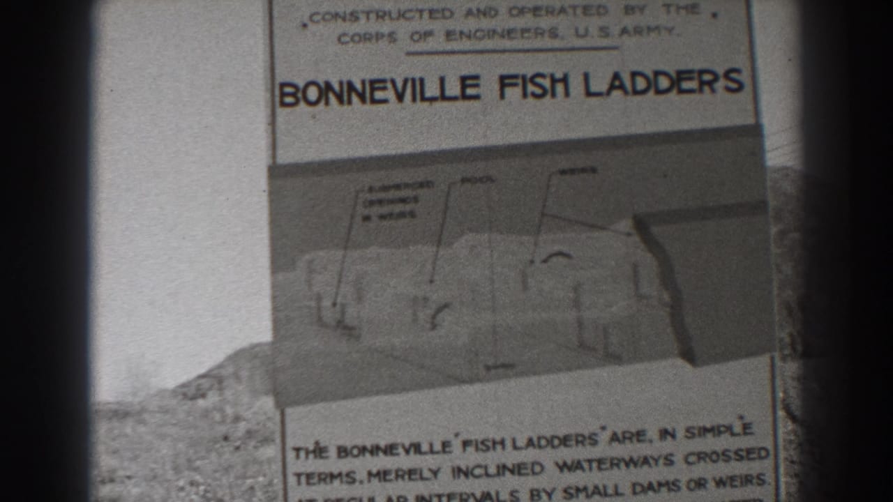 Outdoor sign titled Bonneville Fish Ladders with diagram and text below.