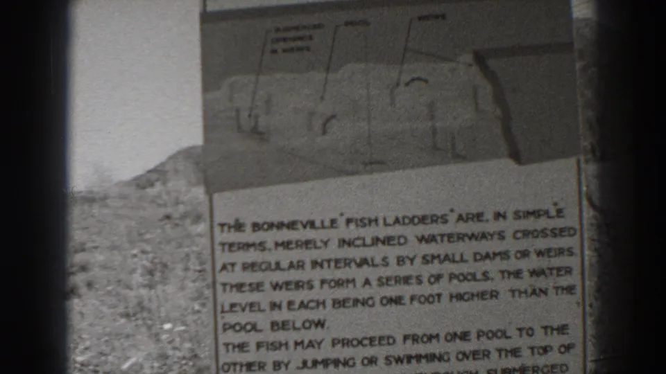 The visitor sign remains in close view, showing the fish ladder diagram above paragraphs describing pools, weirs, and fish movement.